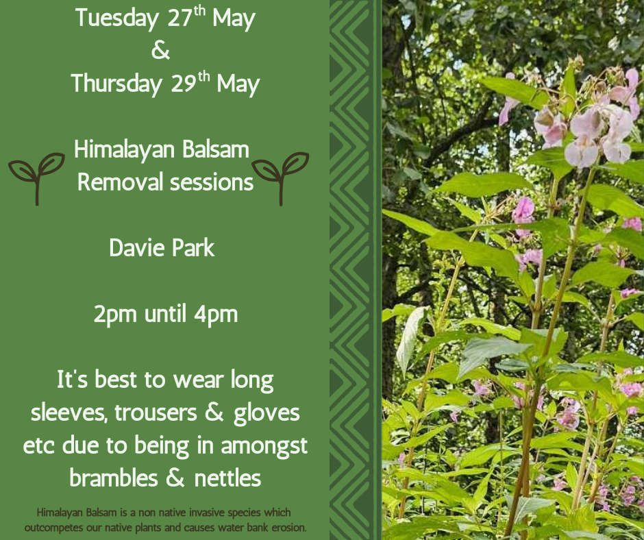 Invasive Non Native Species removal 
